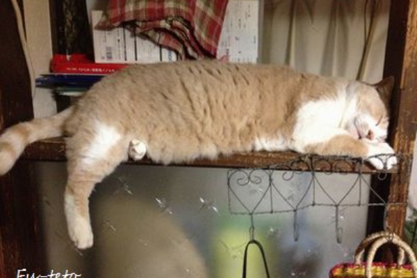 猫日和 キルト日和 12年02月