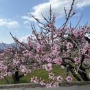 すみだ山の会（2026年4月例会報告）