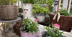 ＊徒長気味のビオラの植え方と摘心するか否か。｜金木犀の香り