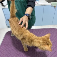 ガリガリのシータさんのみたいな茶トラの子猫を保護しました。①