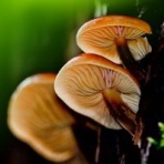 無農薬野菜ジュースJAPAN