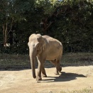 子供たちが帰ってきたりズーラシアに行ったり（週末日記）