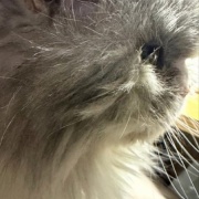 全員そろってのカメラ目線写真を撮りたい！