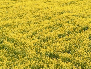 南伊豆町　オー！フォー （OH！PHO VIET CUISINE）