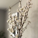 桜の季節がやってきた！