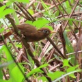 ガビチョウ＆キジ♀を撮る🐦🐦‍⬛（多々良沼公園）