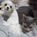 ねこかます