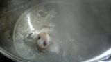 【閲覧注意】豚の生首煮込んだ結果ｗｗｗ（※画像あり）