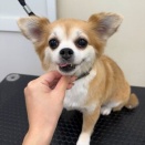 トリミングブログ