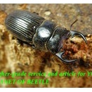 〇生体ご購入でポイント5倍＼(^o^)／