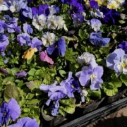 ワークマンで買った日焼け防止ウェアと疲労回復ウェア