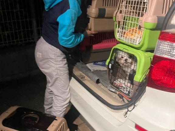 レスキューの子、其のニ