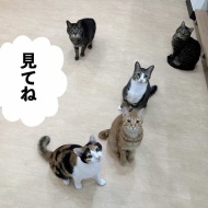 テレビ出演～詳細～