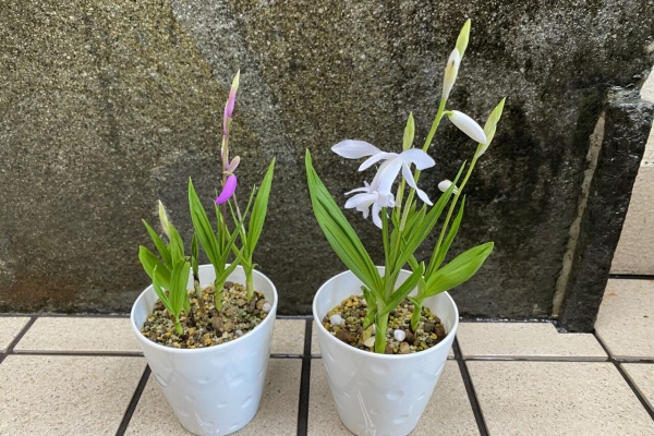 幻の本 ブラジルの野生らん 51sBH2mJAcL._AC_SY200_QL15_.jpg