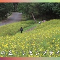 昭和記念公園・花の丘・レモンブライト