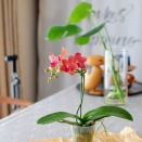 素敵な色♪ミニ胡蝶蘭【ミセス・ブラウン】