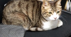ひとりで寝たい気分の猫。