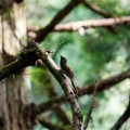 埼玉某所にあの野鳥を探しに行きました！