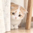 うちの猫は、生後半年くらいで半ノラだったところを保護したのだけれど ベタベタされるのが嫌いで、困り眉の人見知り顔