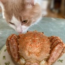 ふるさと納税の返納品が届きました