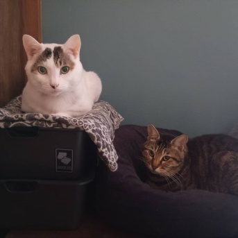 ワイはティアキンをこすり続ける。と、電球失敗しました。