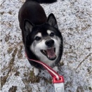 「京都にも雪がうっすら積もったのよ」