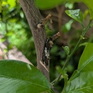 今年のアゲハ幼生