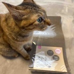 やさしい時間と、ねこ暮らし