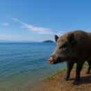 【瀬戸内発】イノシシが海を救う？行政の壁を超え「もうひとつのカーボンリサイクル」で豊かな漁場を取り戻す挑戦