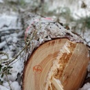 戸田先生とゆかいな仲間たちの伐採授業 2025年度の報告と、ひそかな受賞 ④