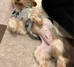 ヨークシャテリア　キーナちゃん