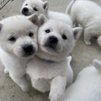 Day by Day ~紀州犬犬舎 健悠庵のブログ~