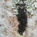 ヨコズナサシガメの集団。