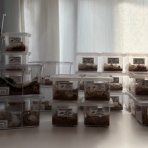オオカブトの部屋