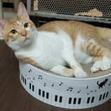 『まったり猫と、わちゃわちゃワンコ』の画像