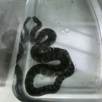 昆虫ショップGHOST（ゴースト）