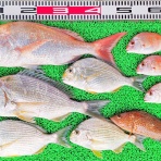 竹村貸舟店【高知県 浦ノ内湾～宇佐～須崎市横浪半島沖の船釣り】釣果情報 & ブログ