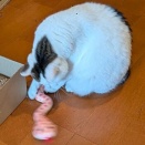 ヘビの名前は、にっちゃん