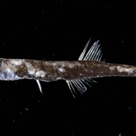 静かなる覇者 オニハダカ