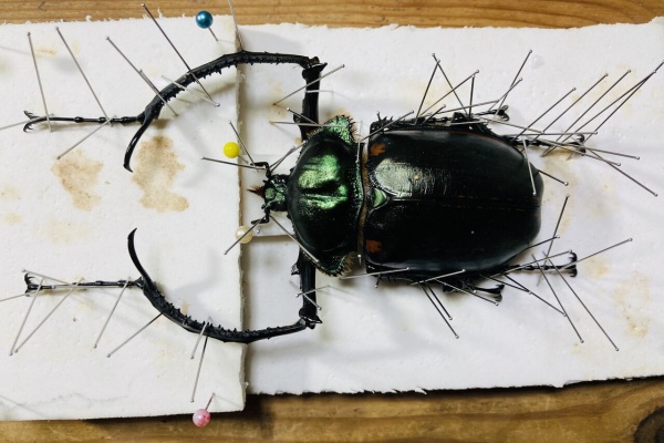外国産コガネムシ標本】ヤンソニーテナガコガネ/湖北省.大別山産/65mm
