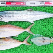 2025年11月17日　釣果