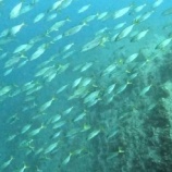 『大群！集団！マイペース！』の画像