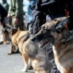 お手柄ワンちゃん 警察犬が行方不明者を10分で発見ｗｗｗ
