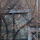 松本市で河津桜開花。