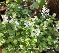 庭がすっかり春らしくなりました