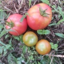 トマト、ミニトマト🍅　2026