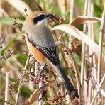 鳥撮りウォッチング
