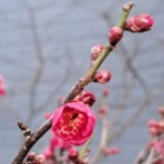 よしりんの つれづれなるままに…