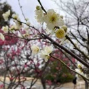 ライブ御礼とサブスク解禁