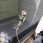 朝起きたらツノガエルが合氣道してた